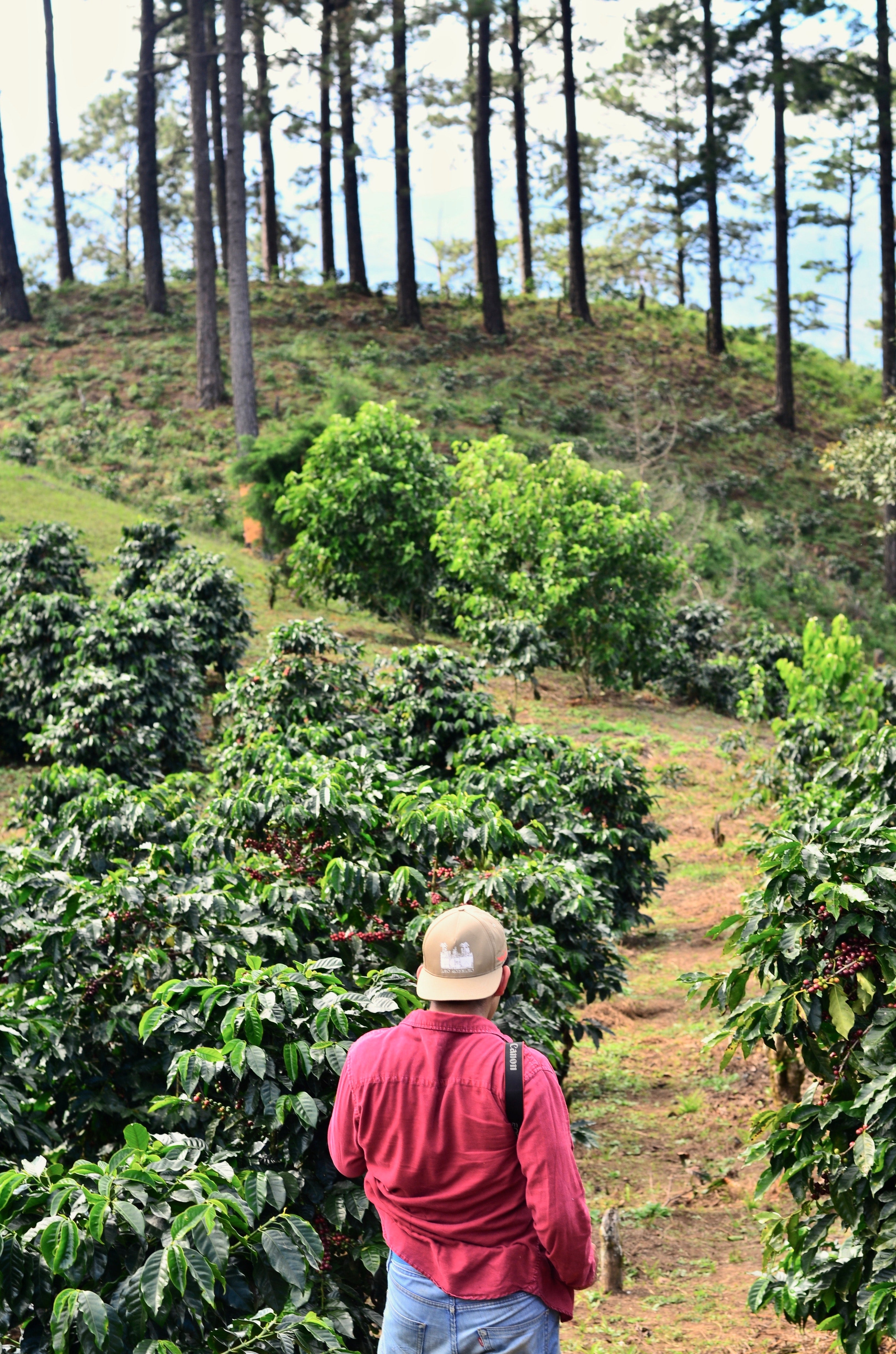 Koffieplantage voor toekomstig vers gebrande koffiebonen | Proef Koffiebonen | Decaf Koffiebonen